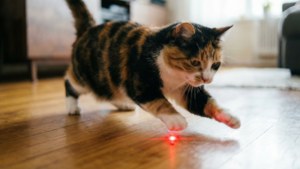 Uma imagem dinâmica de um gato calicó brincando de perseguir um ponto de laser.