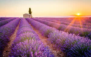 Sunset over lavender fields with a stone building and cypress tree.