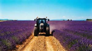 Sebuah traktor Fendt 412 melintasi ladang lavender ungu yang indah di Provence