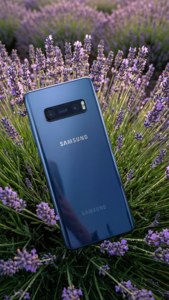 Blå Samsung-telefon gemt i lilla lavendelfelt