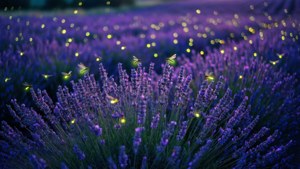 Purple lavender field at night with glowing fireflies flying around. — Cn Pfp Wallpaper