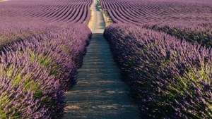 A dirt path winds through rows of blooming lavender fields in bright sunlight. — Road Wallpaper