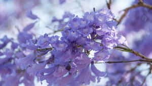 Fioriture di Jacaranda Viola