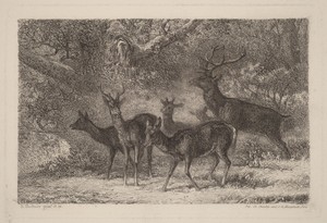 Le harde by Karl Bodmer, in etching. Download this artwork as a high-resolution wallpaper for desktop, tablet, or mobile. — Art Picture