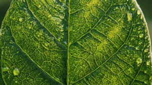 Et makrobilde av et bladoverflate som avslører stomata og cellulære mønstre med duggdråper