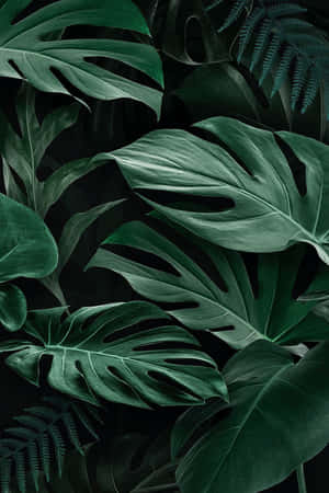 Tropisk løv med monstera- og bregneblade i rige grønne toner mod en sort baggrund. — Natur Kærlighed Wallpapers