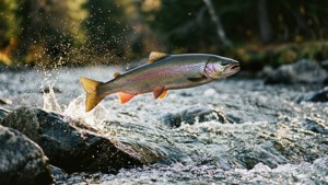 Actionbillede af en sølvørred, der springer fra en funklende ferskvandsstrøm.
