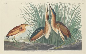 Least Bittern by Jr. Robert Havell, created 1834, in hand-colored engraving and aquatint on Whatman wove paper. Download this artwork as a high-resolution wallp — Jr. Robert Havell Wallpaper