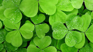 Close-up of dew-covered clover leaves in bright green. — Fall Leaves Background