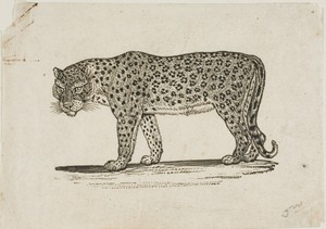 Leopard by Thomas Bewick, created n.d., in Woodcut on ivory wove paper. Download this artwork as a high-resolution wallpaper for desktop, tablet, or mobile. — Art Picture