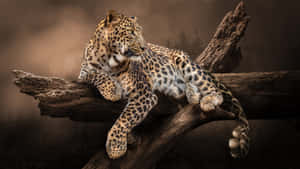 Ein Leopard ruht auf einem Ast in einem Wald. — Leopard Aesthetic Wallpaper