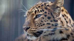 Nahaufnahme des Gesichts eines Leoparden mit intensiven Augen und geflecktem Fell. — Leopard Aesthetic Wallpaper