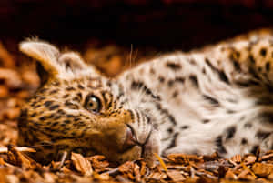 Ein Schneeleopardenjunges, das auf Holzspänen liegt, mit sanftem goldenem Licht. — Leopard Aesthetic Wallpaper