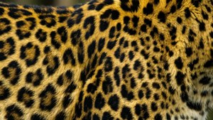 Um close-up extremo de manchas de leopardo em tons ricos de amarelo e preto.