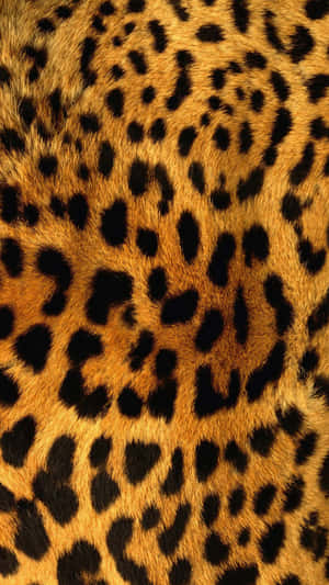 Närbild av leopardpäls med gyllene och svart fläckigt mönster.