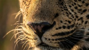 Makro satwa liar yang intens dari hidung dan kumis macan tutul dalam cahaya keemasan