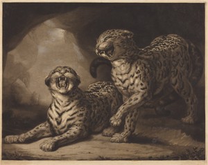 Leopards by Samuel William Reynolds I, created 1798, in mezzotint with etching, stipple, and roulette touched with white chalk on laid paper [second proof]. Dow — Samuel William Reynolds I Wallpaper