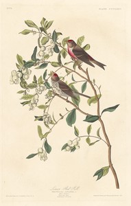 Lesser Red-poll by Jr. Robert Havell, created 1837, in hand-colored engraving and aquatint on Whatman wove paper. Download this artwork as a high-resolution wal — Art Picture
