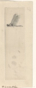 Libelle by Pieter Lyonet, created 1716 - 1789, in paper; etching. Download this artwork as a high-resolution wallpaper for desktop, tablet, or mobile. — Pieter Lyonet Wallpaper