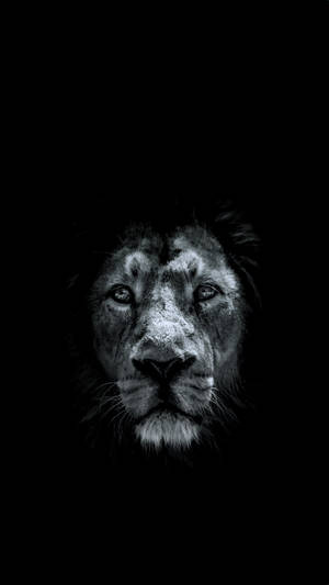 A lion's face in black and white against a dark background — Wild Animal Picture