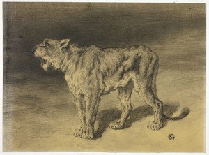 Lioness Roaring by Frederik William Zurcher, created n.d., in Graphite on cream wove paper (discolored to tan). Download this artwork as a high-resolution wallp — Frederik William Zurcher Wallpaper