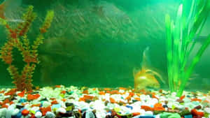 Golden fish swimming in a colorful pebble aquarium with green and orange plants.