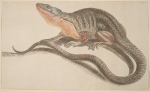 Lizard by Johann Teyler, created c. 1685-1697, in color etching and engraving inked à la poupée on laid paper. Download this artwork as a high-resolution wallpa — Johann Teyler Wallpaper