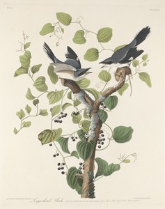 Loggerhead Shrike by Jr. Robert Havell, created 1829, in hand-colored engraving and aquatint on Whatman wove paper. Download this artwork as a high-resolution w — Painting Picture