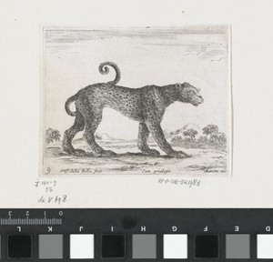 Luipaard by Stefano della Bella, created 1620 - 1664, in paper; etching. Download this artwork as a high-resolution wallpaper for desktop, tablet, or mobile. — Stefano della Bella Wallpaper