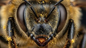 Uma foto macro extremamente aproximada do rosto de uma abelha com detalhes incríveis e iluminação natural.