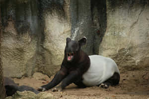 En malajisk tapir gäspar på sandig mark nära en klippvägg.