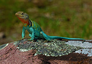 Um lagarto colorido em uma rocha musgosa sob luz natural — Lagarto de colarinho Foto Papéis de Parede