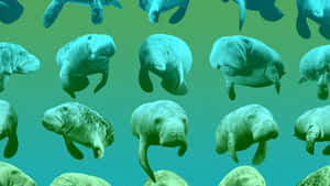Manatis schwimmen in einem blaugrünen Gradienten-Unterwassermuster. — Manatee Wallpaper