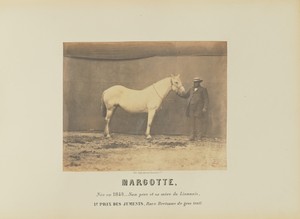 Margotte by Adrien Alban Tournachon, created 1860. Download this artwork as a high-resolution wallpaper for desktop, tablet, or mobile. — Painting Picture
