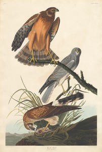 Marsh Hawk by Jr. Robert Havell, created 1837, in hand-colored engraving and aquatint on Whatman wove paper. Download this artwork as a high-resolution wallpape — Art Wallpaper