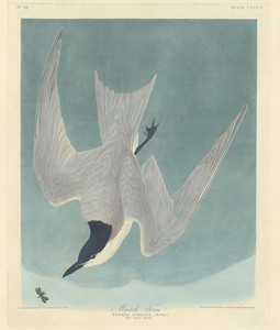 Marsh Tern by Jr. Robert Havell, created 1838, in hand-colored engraving and aquatint on Whatman wove paper. Download this artwork as a high-resolution wallpape — Jr. Robert Havell Wallpaper