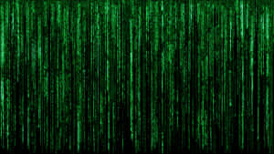 Grön digital kod faller som regn mot en svart bakgrund. — Matrix Bakgrundsbilder
