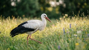 En stork som går gjennom en eng med villblomster i mykt lys.