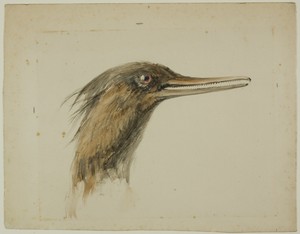 Merganser by John Ruskin, created February 29, 1890, in Watercolor, over traces of graphite, on tan wove paper. Download this artwork as a high-resolution wallp — John Ruskin Wallpaper