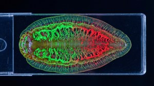 Una planaria colorata al microscopio con colori fluorescenti.