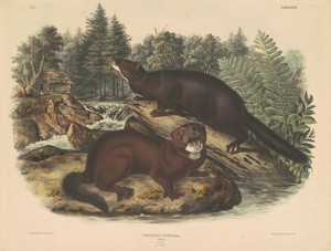 Mink by John T. Bowen, created 1844, in hand-colored lithograph on wove paper. Download this artwork as a high-resolution wallpaper for desktop, tablet, or mobi