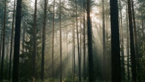 Sinar matahari menembus hutan pinus berkabut menciptakan pemandangan yang tenang.