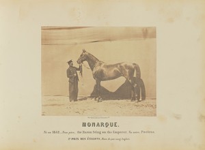 Monarque by Adrien Alban Tournachon, created 1860. Download this artwork as a high-resolution wallpaper for desktop, tablet, or mobile. — Art Picture