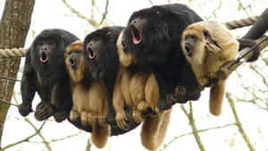 Four howler monkeys hanging from ropes in a tree, all yawning widely. — Howler Monkey Picture