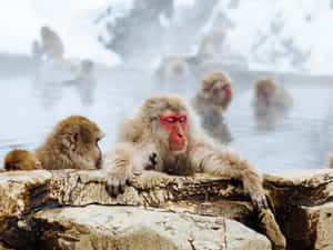 Macacos-da-neve mergulhados em fontes termais com vapor subindo em uma paisagem nevada. — Fundo de macaco Papéis de Parede