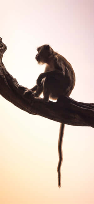 Monkey Iphone
