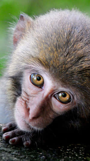 A young monkey with golden eyes looks curiously from behind a tree branch.