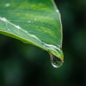 Eine Makro-Nahaufnahme eines grünen Blattes mit einem großen Regentropfen, frisch und taufrisch nach einem Monsunschauer.