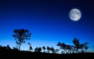 Full moon shining over tree silhouettes under a starry night sky. — Pastel Moon Picture
