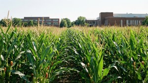 UIUC Morrow Plots maisåker med campusbygninger i bakgrunnen